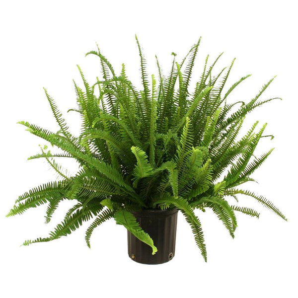 Fern Sword 'Kimberly Queen'