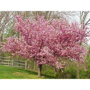 Flowering Cherry - Prunus serrulata 'Kwanzan'