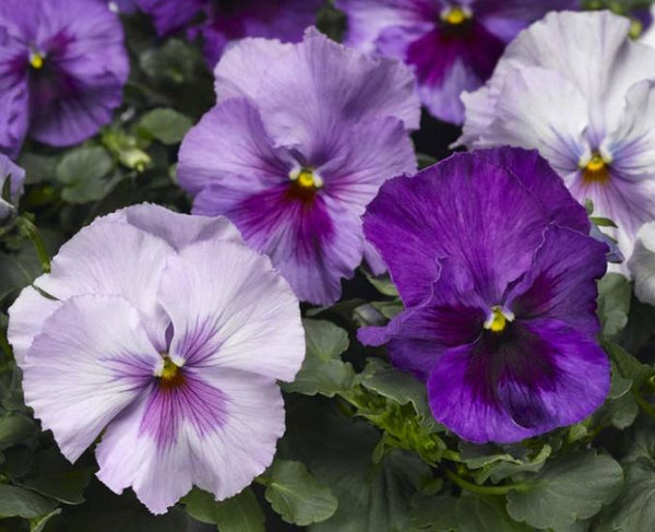 Pansy 3-pack