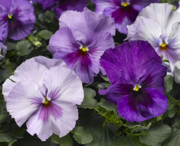 Pansy 6-Pack