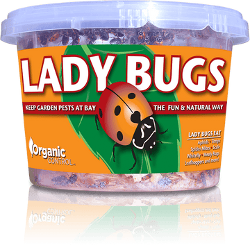 Ladybugs - 500 Per Continer