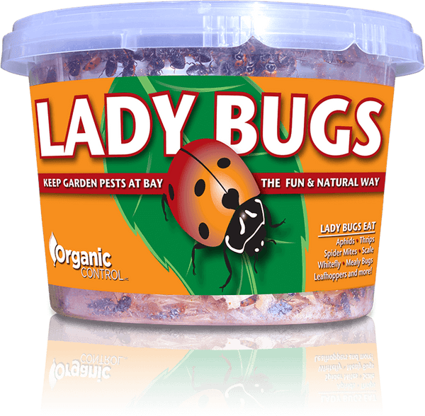Ladybugs - 500 Per Continer