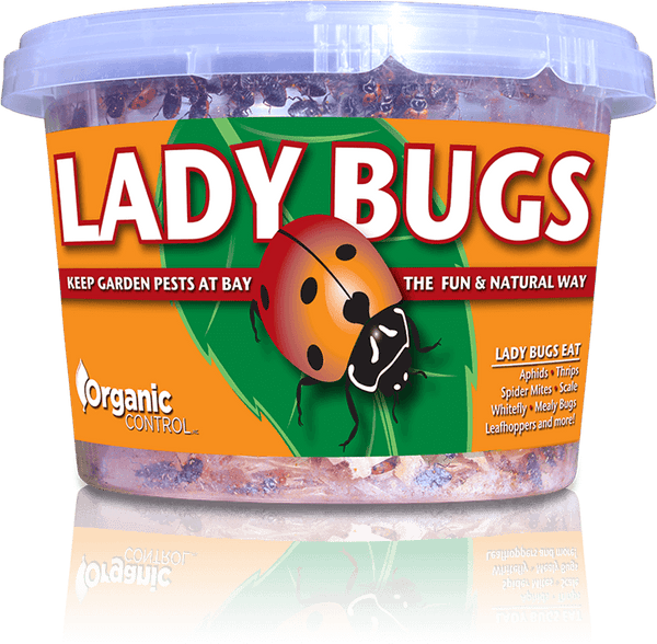Ladybugs - 500 Per Continer | Pesches Flowers & Garden Center Ladybugs - 500 Per Continer | Pesches Flowers & Garden Center