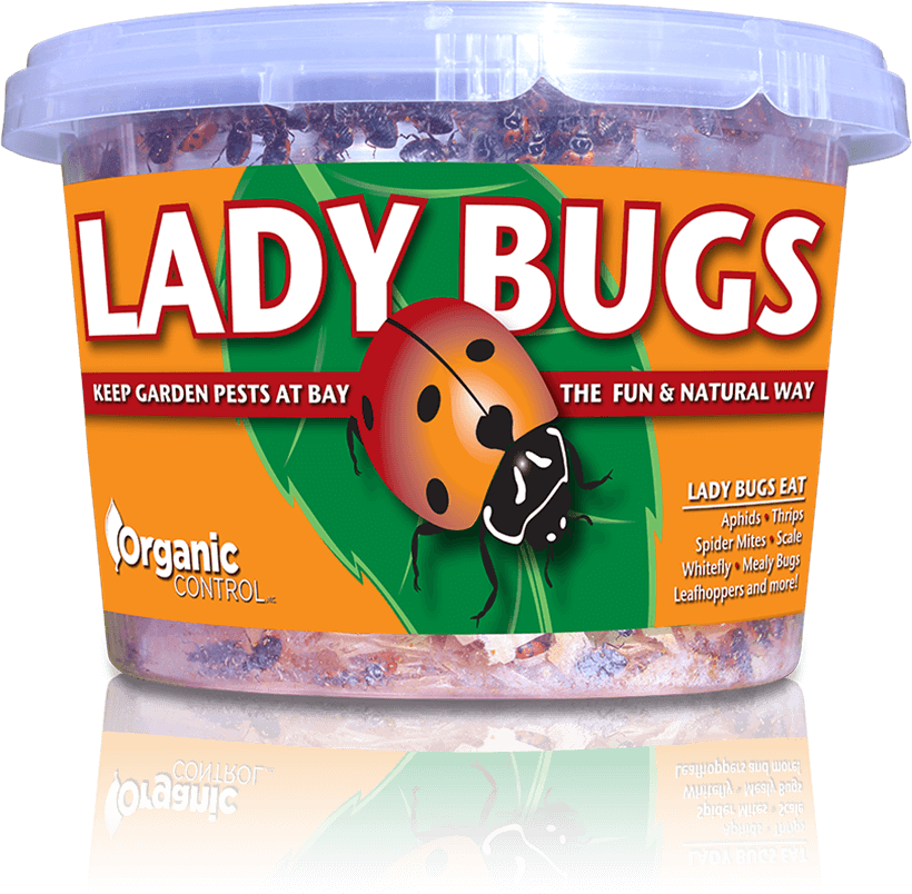 lady bugs for indoor plants Ladybugs - 500 Per Continer