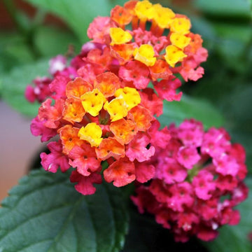 Lantana