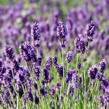 Lavender 'Munstead'