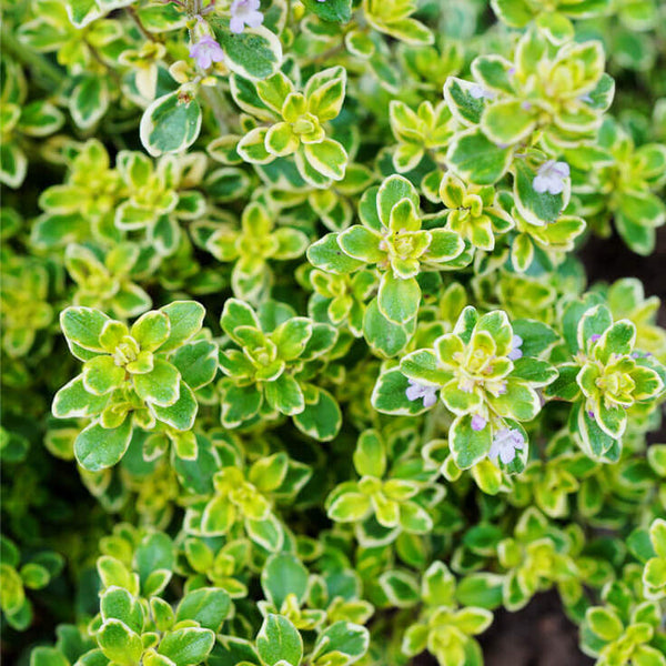 Thyme 'Lemon Variegated'