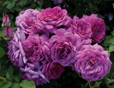 Rose 'Life's Little Pleasures'
