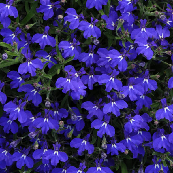 Lobelia