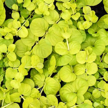 Golden Creeping Jenny