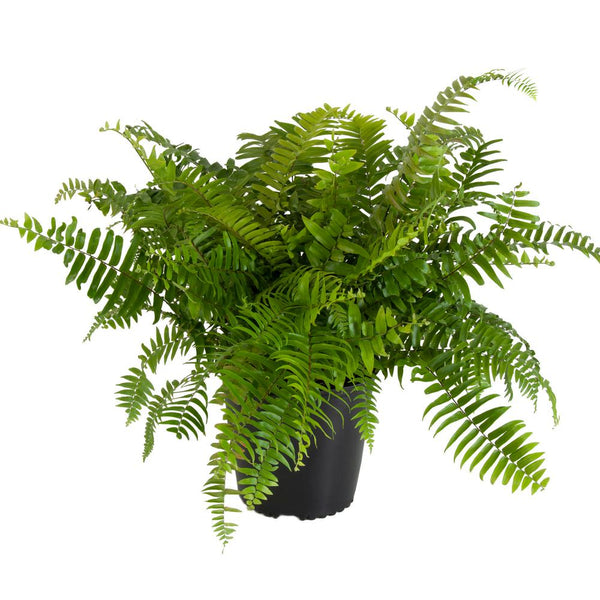 Macho Giant Sword Fern