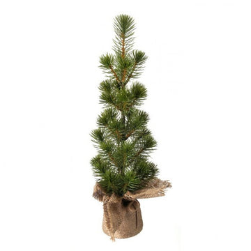 Tree: 17" White Spruce Seedling