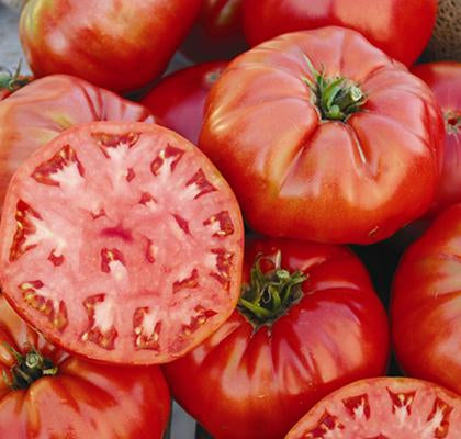 Tomato 'Mortgage Lifter'