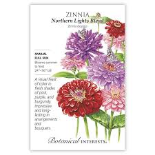 Zinnia 'Northern Lights Blend'