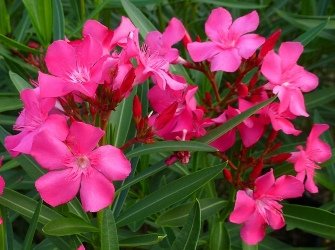 Oleander 'Calypso'