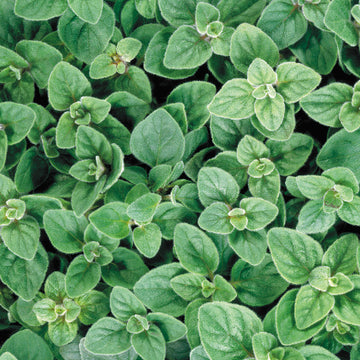 Oregano 'Greek'