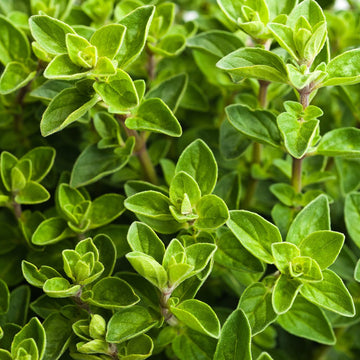 Oregano 'Italian'