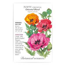 Poppy Oriental 'Blend'