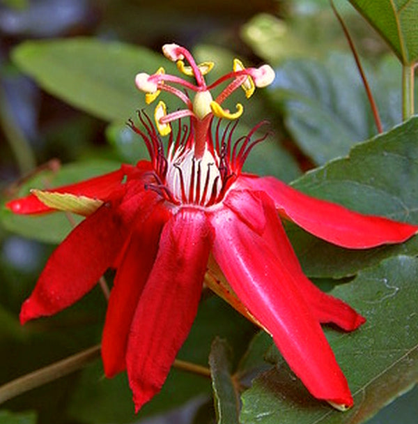 Coral Seas Passion Flower