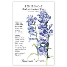 Penstemon 'Rocky Mountain Blue'