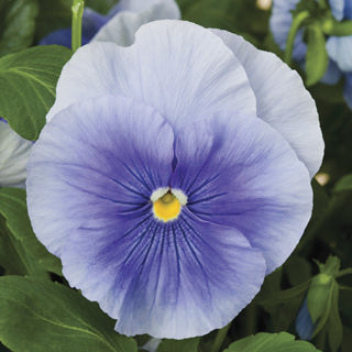 Pansy 6-Pack