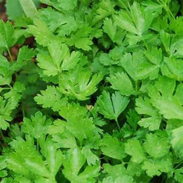 Parsley 'Italian Plain'