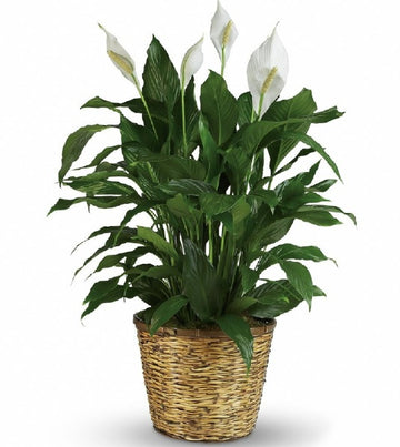 Peace Lily