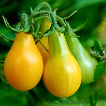 Tomato 'Yellow Pear'