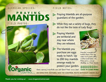 Praying Mantids - 1 Egg Per Cup