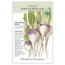 Turnip 'Purple Top White Globe'