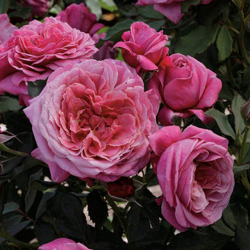 Rose 'Queen Of Elegance'