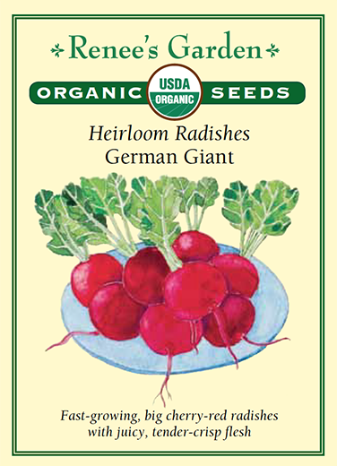Radish 'German Giant'