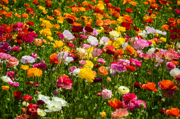 Ranunculus 4" Pot