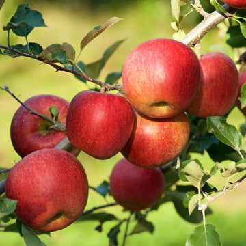 Apple - Malus domestica ‘Red Fuji’