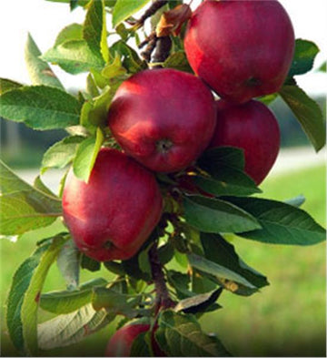 Apple - Malus domestica ‘Jonathan’