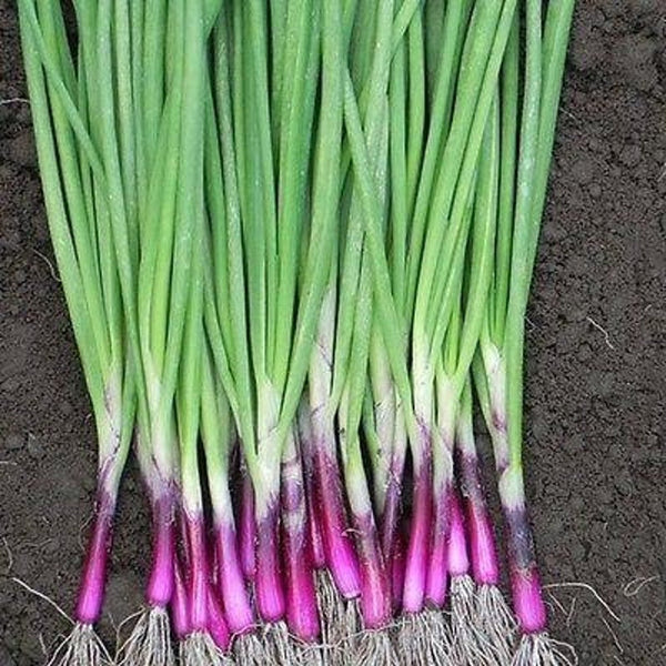Onion 'Redwing' Bunch Plants