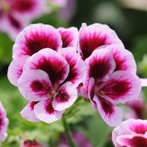 Geraniums - Regal