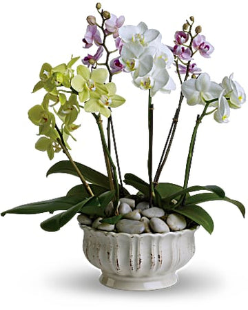 Teleflora Regal Orchids