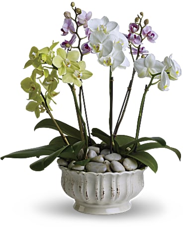 Teleflora Regal Orchids
