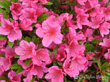 Azalea - Rhododendron x 'Girard's Renee Michelle'