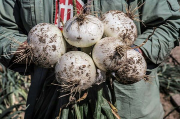 Onion 'Ringmaster' Bunch Plants