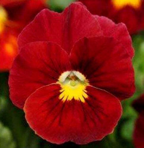 Pansy 6-Pack