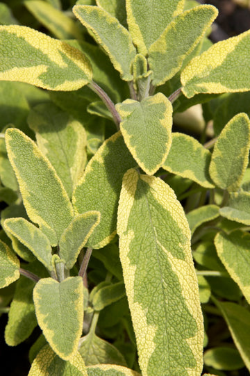 Sage 'Gold'