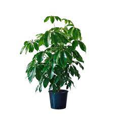 Schefflera Amate (Umbrella Plant)