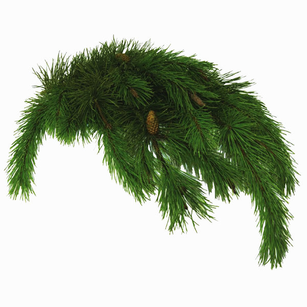 Christmas Fresh Greens/Bunches