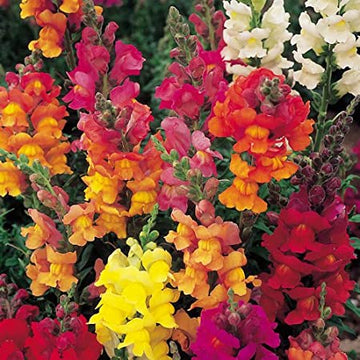 Snapdragon - Tall