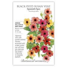Black-Eyed Susan Vine 'Spanish Eyes'