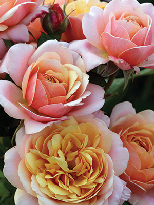 Rose 'State Of Grace'