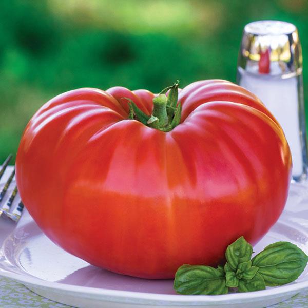 Tomato 'Delicious' World's Largest