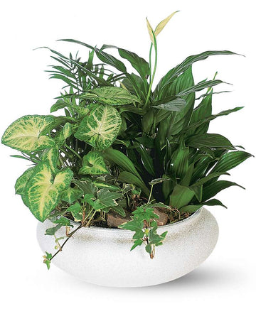 Medium Dish Garden